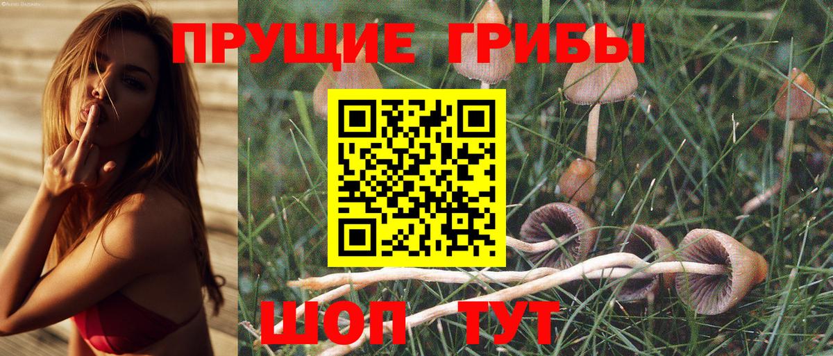 купить  цена  Вход с VPN  Норильск  Псилоцибиновые грибы GOLDEN TEACHER 